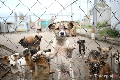 В Серове собаки из приюта нуждаются в теплой одежде | Новости |  СеровГлобус.ру