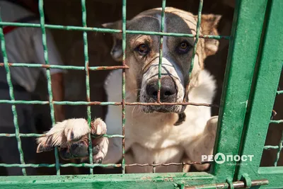 Около 400 бездомных собак живут в приюте \"К-9\" в Иркутске - PrimaMedia.ru