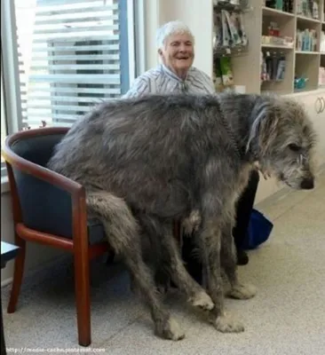 Собаки-великаны: самые огромные породы | В мире необычных существ | Дзен