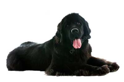 Собака Пудель Малый Гигант - Бесплатное фото на Pixabay - Pixabay