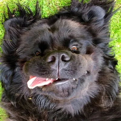 тибетская собака-мастиф в парке Стоковое Фото - изображение насчитывающей  величественно, красивейшее: 228241346