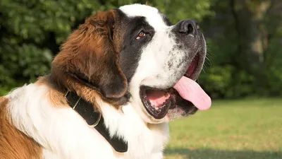 Добрые великаны: 18 собак, размеры которых поражают