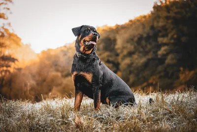 коричневый ньюфаундленд собака нежный гигант ньюф браун Фото Фон И картинка  для бесплатной загрузки - Pngtree