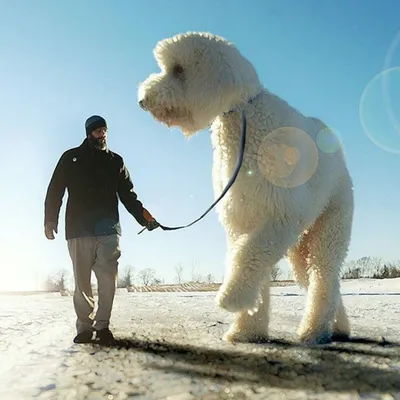 Собаки-великаны: самые огромные породы | В мире необычных существ | Дзен