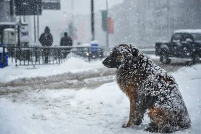 6 фактов, как бездомные собаки переживают зимние морозы | Приключения  натуралиста | Дзен