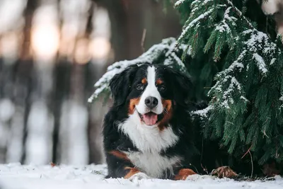 С собакой на прогулку: зимние советы от ветеринаров | Новости и статьи  ВкусВилл: Москва и область