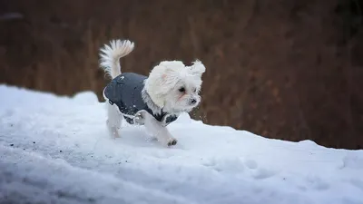 Собаки зимой: как правильно выбрать зимнюю одежду для своей собаки