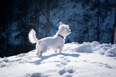 Уход за шерстью собаки зимой | Блог зоомагазина Zootovary.com