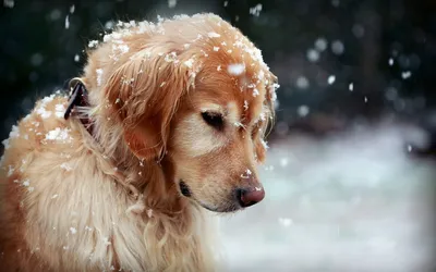 Собачий холод\" или мёрзнут ли собаки зимой | МИР СОБАК. Всё самое  интересное | Дзен