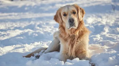 Как обезопасить собак этой зимой | Город Boulder
