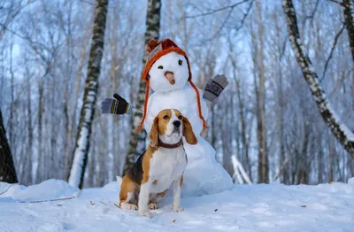 Как подготовить собаку к зимнему сезону - РКФ