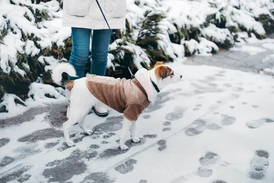 Как защитить лапы собаки зимой от реагентов - BarberPet