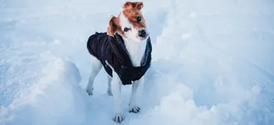 Нужна ли собаке одежда зимой