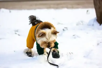 Нужна ли собакам одежда зимой