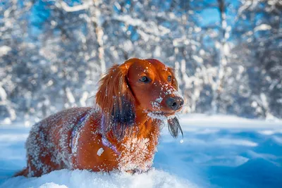 Собаки зимой фото фотографии
