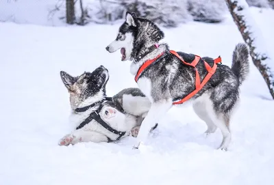 Уход особенный. Топ-8 правил, которые сохранят здоровье собаки зимой -  UssurMedia.ru