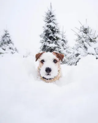 Собака в снегу - 59 фото