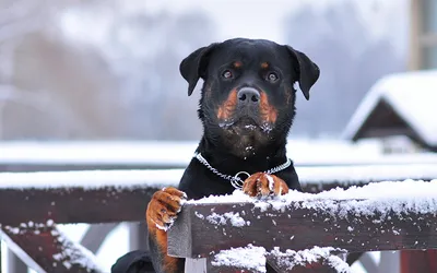 Картинки Ротвейлер Собаки зимние Снег Взгляд Животные