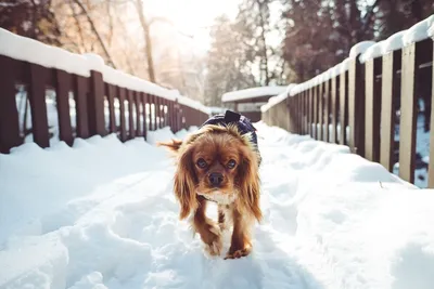 BB.lv: Как сберечь здоровье голой собаки зимой