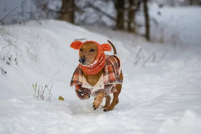 Поведение собаки зимой может измениться, уверен кинолог 2 декабря 2022 |  Нижегородская правда