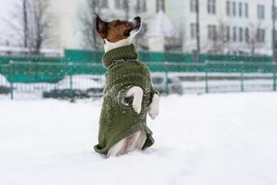Кинологи рассказали, как зимой предупредить болезни собак | Ветеринария и  жизнь