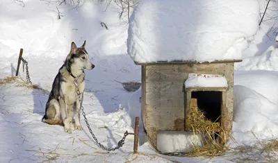 Холодно ли собаке зимой? | Статьи ООО Укрвет