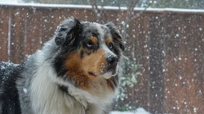 Бесплатные Собаки зимой стоковые фотографии | FreeImages