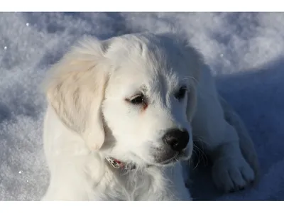 Почему собаку нельзя оставлять на улице зимой - Питомцы Mail.ru