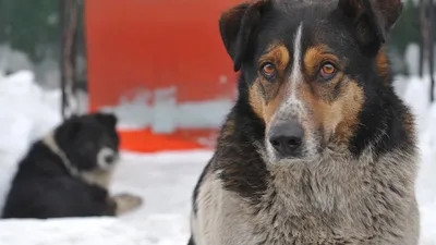 Уход за лапами собаки зимой: как защитить питомца в холодное время года