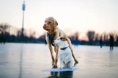 Бездомные собаки зимой на улице Стоковое Фото - изображение насчитывающей  влюбленность, мило: 173586556