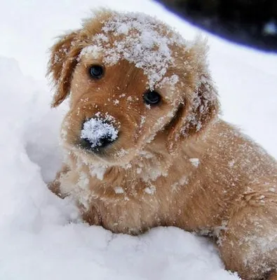 Мерзнут ли собаки зимой на улице? | Блог | Моя собака