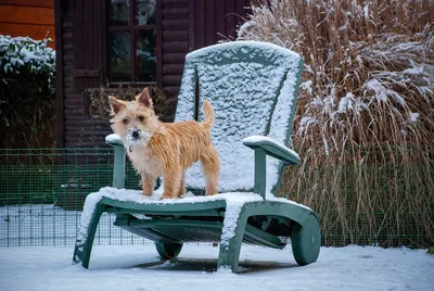 Пять простых способов помочь бездомным животным пережить зиму - KP.RU