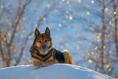 Уход за шерстью собаки зимой | Блог зоомагазина Zootovary.com