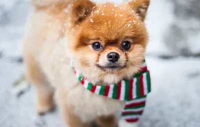 7 советов по подготовке собаки к зиме | MAXIM