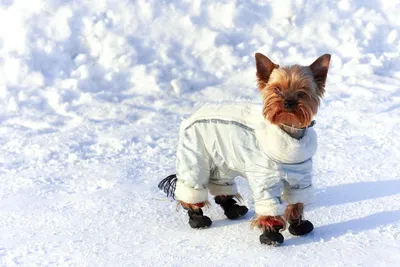 ТОП-5 пород собак, с которыми нельзя долго гулять зимой