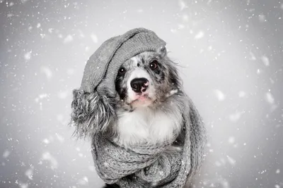 Собака зимой: особенности ухода