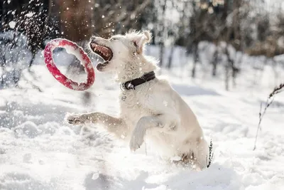 Как правильно выгуливать щенка зимой - Petstory