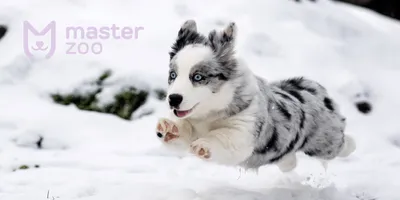 Кинолог рассказал, как сохранить здоровье собаки зимой