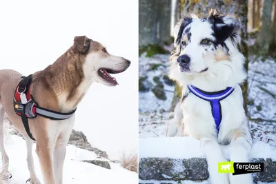 Кинолог предупредил об опасностях для собак в зимний период - Мослента