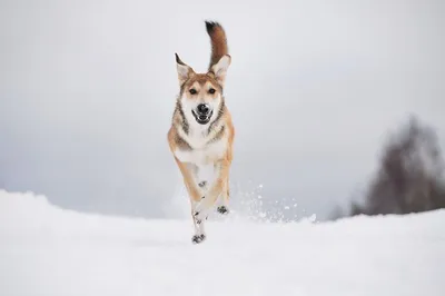 Как ухаживать за короткошерстными собаками зимой — ГБУ “Краснохолмская СББЖ”