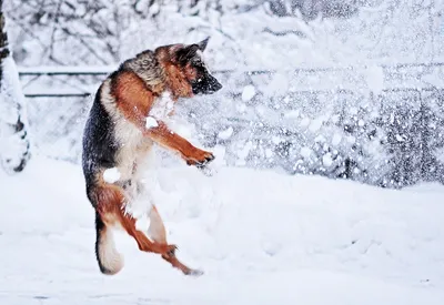 Собака зимой - Цамакс Интернешнл. Ветеринарные препараты и кормовые  добавки. Цены, где купить, отзывы