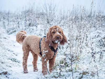 собака породы американский стаффордширский терьер грызёт бревно зимой Stock  Photo | Adobe Stock