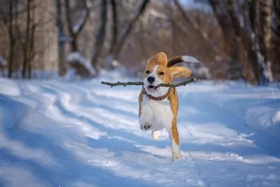 Симпатичная собака смешанной породы в снежную зиму. собака бегает и  веселится в снегу | Премиум Фото