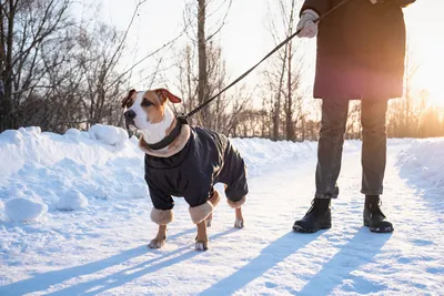 Основные правила выгула собак зимой