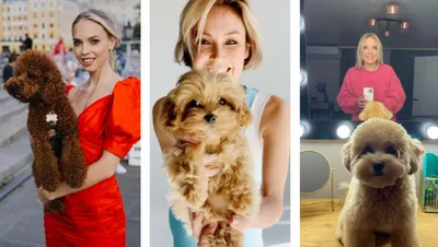 Новая звездная мода: кто из знаменитостей завел собаку за 300 000 рублей? -  Собеседник