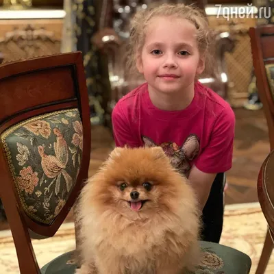 Собака — друг человека»: российские звезды со своими питомцами - 7Дней.ру