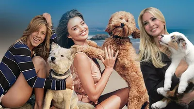 Мировые знаменитости и их собаки: подборка к Международному дню домашних  любимцев - Новости шоу бизнеса - Lifestyle 24