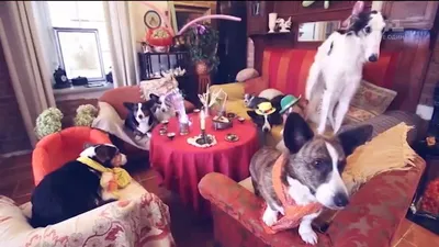 Гламурная собачья жизнь: журналисты рассказали о быте четвероногих любимцев  знаменитостей (видео)