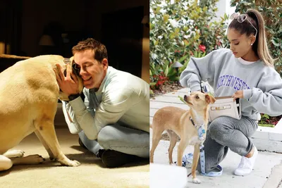 От Райана Рейнольдса до Арианы Гранде: 7 голливудских знаменитостей,  которые любят собак