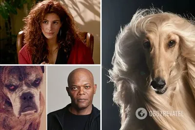Ричард Гир, Снуп Дог, Джулия Робертс - фото собак, похожих на звезд |  OBOZ.UA